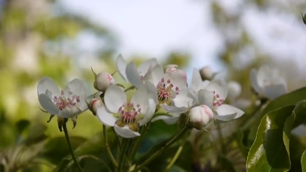 Wunderschön blühender Apfelbaum am Windfrühling im Garten. Statische Kamera. — Stockvideo