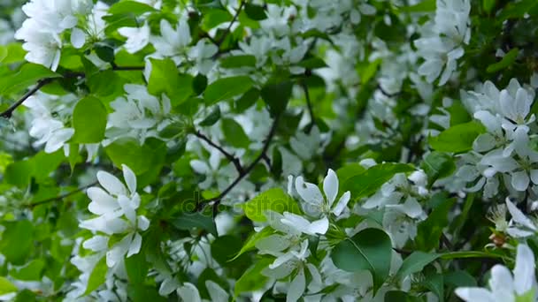 Цвітіння білого яблучного китайського дерева. Велика природна весняна сцена з квітучими гілками. Відео HD кадри 1920x1080 зйомки статичної камери . — стокове відео