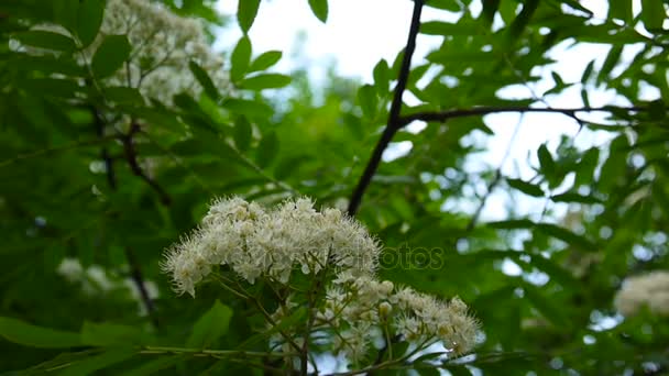 Flowering branch of mountain ash in the wind. Sorbus aucuparia. Shooting close-up static camera. — Stock Video