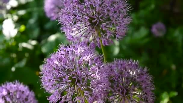 Allium purple flowers close up in the garden shooting of static camera. — Stock Video