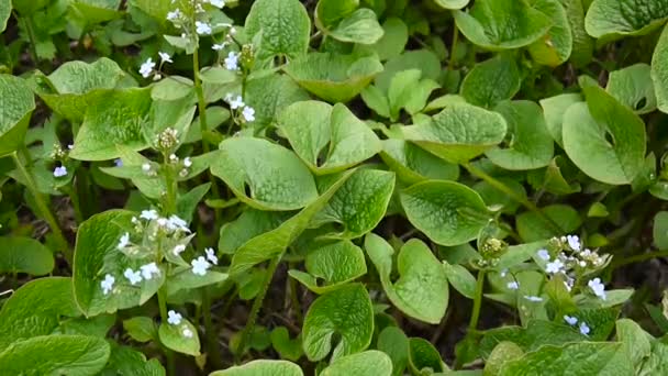 Forget-me-not forest blue flower. Boraginaceae. Myos tis. HD video footage shooting static camera. — Stock Video