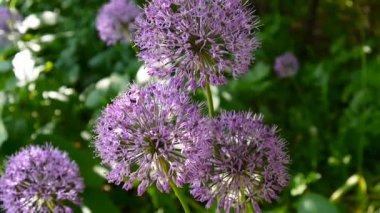 Allium mor Çiçek Bahçe statik kamera çekim yakın çekim.