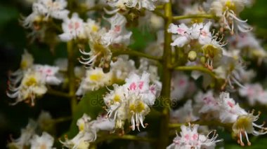 Bahar çiçek kestane ağacından. Statik bir fotoğraf makinesi ile video çekim.