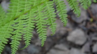 Ormanda sallanan eğreltiotu yaprakları video... Athyrium filix
