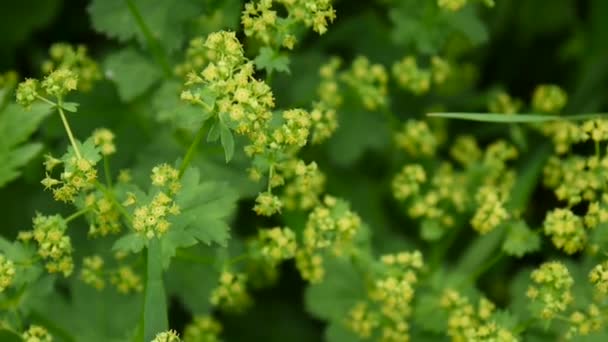 Alchemilla vulgaris. Ανθοφορία φαρμακευτικό φυτό. Γυρίσματα στατική κάμερα. — Αρχείο Βίντεο