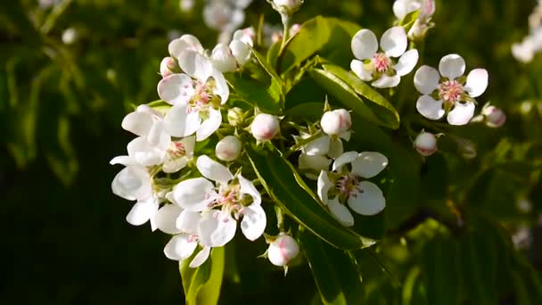 Vackra blommande äppelträd på vind våren i trädgården. Statisk kamera. — Stockvideo