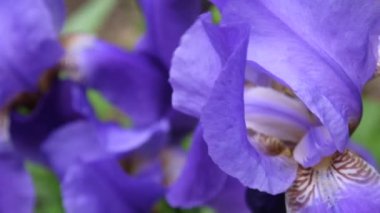 Mavi süsen closeup rüzgarla hareket. Video görüntüleri Hd statik kamera.