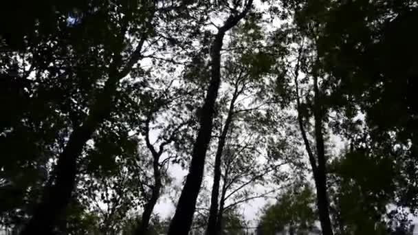 Hauts des arbres dans la forêt mouvement de la caméra de la caméra. Panorama avec stadicam .