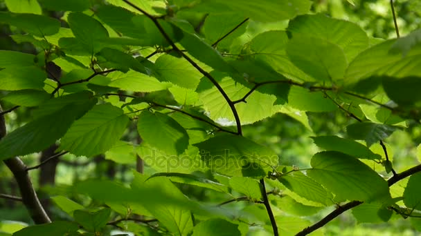 Φυσικό υπόβαθρο hazel δέντρο φύλλα στο δάσος. Στατική κάμερα. — Αρχείο Βίντεο