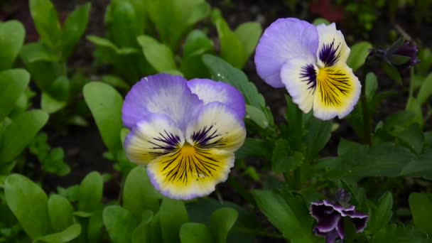 Flowerbed with pansies of different colour. Gentle wind moving through field with violets flowers. Video HD shooting static camera. — Stock Video
