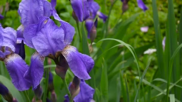 Iris bleus se déplaçant sur le vent. Vidéo HD caméra statique .