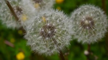 Beyaz hindiba hafif rüzgarda sallandı. Video görüntüleri statik kamera çekim.