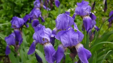 Mavi süsen rüzgarla hareket. Video görüntüleri Hd statik kamera.