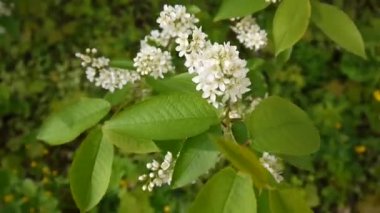 Çiçekli kuş kiraz bahar yakın çekim, dalları Rüzgar. Prunus padus. Video görüntüleri Hd statik kamera çekim..
