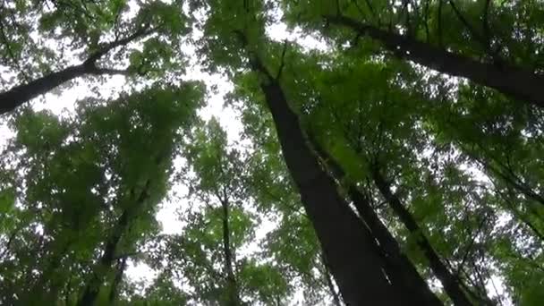 Toppen van de bomen in het bos camerabeweging van de camera. Panorama met stadicam. — Stockvideo