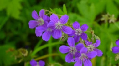 Vahşi Cranesbill. Sardunya pratense kapatın statik kamera çekim görüntüleri.