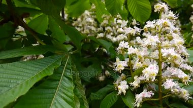 Bahar çiçek kestane ağacından. Statik bir fotoğraf makinesi ile video çekim.