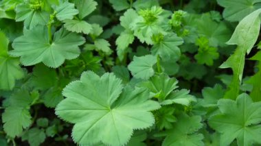 Alchemilla vulgaris. Şifalı bitki. Statik kamera çekim.