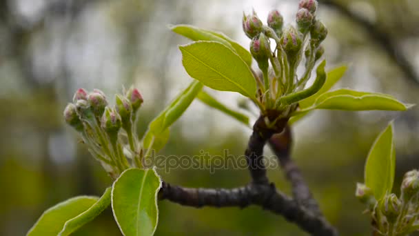 Spring branches of an apple tree with buds of flowers. Full hd 1080p. Shooting static camera. — Stock Video