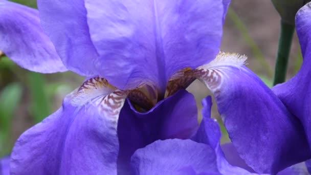 Iris bleus se déplaçant sur le vent. Vidéo HD caméra statique .