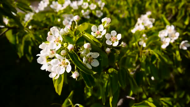 Hermoso manzano en flor en la primavera del viento en el jardín. Cámara estática . — Vídeos de Stock