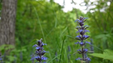 Güzel mavi Ada çayı çiçek bahar. Statik kamera barut yakın çekim. Mayasıl.
