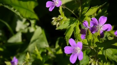 Vahşi Cranesbill. Sardunya pratense kapatın statik kamera çekim görüntüleri.