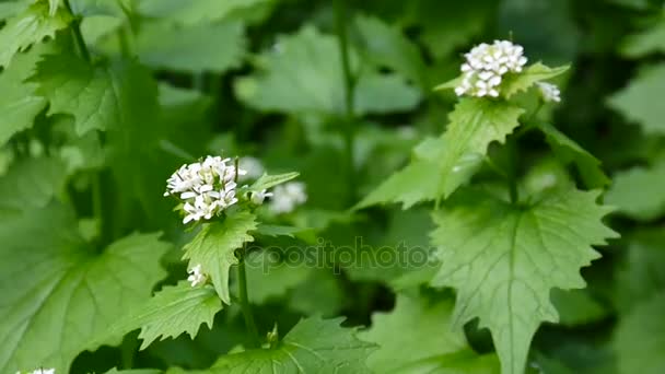 Knoflook mosterd. Look petiolata cruciferae in bloei. Videobeelden statische Hd camera. — Stockvideo