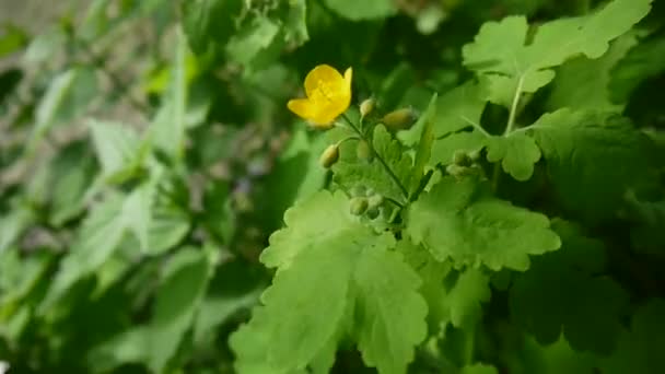 Chelidonium majus. Fleur jaune pelucheux de plus grande chélandine sur fond flou au printemps. Vidéo HD caméra statique . — Video