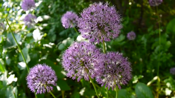Allium μοβ λουλούδια κοντινό στα γυρίσματα στον κήπο του στατική κάμερα. — Αρχείο Βίντεο