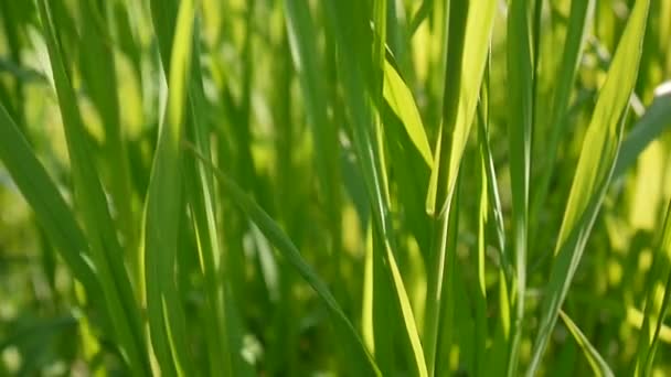 Grama verde macro brilha através das folhas da grama bela primavera fundo. Imagens de vídeo HD 1920x1080 câmera estática . — Vídeo de Stock