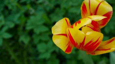 Tarafından rüzgar sallanan bir kırmızı ve Sarı Lale çiçek. Statik kamera Hd ayak. Tulipa. En baştan görüntülemek.