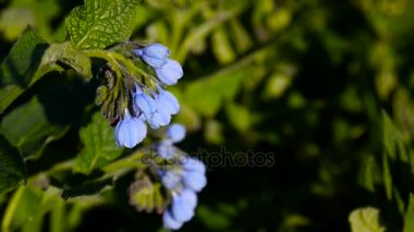 Tıbbi bitki ortak karakafes. Symphytum officinale vahşi çayır çiçek. Statik kamera görüntüleri çekim.