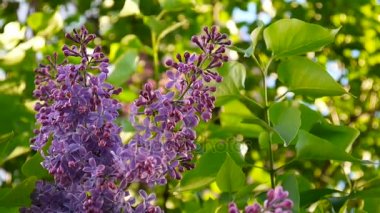 Lila mor çiçekli dal. Syringa vulgaris. Makro çekim sabit kamera. Hafif rüzgarda sallanan.