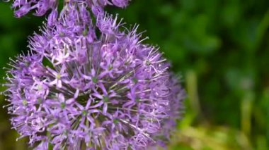 Allium mor Çiçek Bahçe statik kamera çekim yakın çekim.