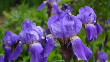 Mavi süsen rüzgarla hareket. Video görüntüleri Hd statik kamera.