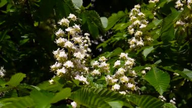 Bahar çiçek kestane ağacından. Statik bir fotoğraf makinesi ile video çekim.