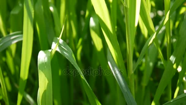 Verde hierba macro sol brilla a través de las hojas de la hierba hermosa primavera de fondo. Dispara de cerca la cámara estática . — Vídeos de Stock