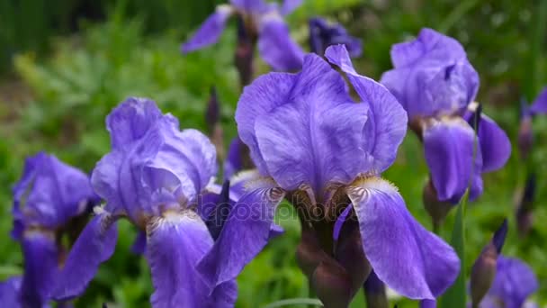 Iris azules moviéndose en el viento. Imágenes de vídeo HD cámara estática . — Vídeos de Stock