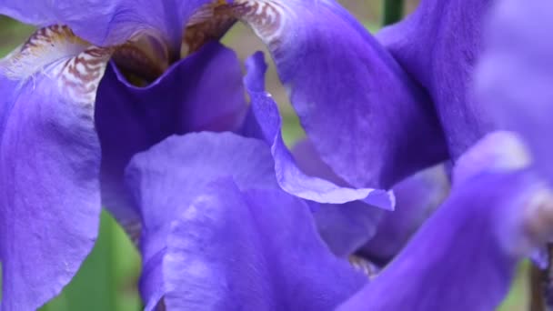 Blauwe irissen close-up bewegen op de wind. Videobeelden statische Hd camera. — Stockvideo