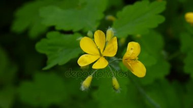 Chelidonium majus. Bahar bulanık arka plan üzerinde daha fazla kırlangıçotu Kabarık sarı çiçek. Video görüntüleri Hd statik kamera.