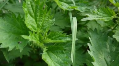 Bahar Rüzgar Rüzgar taze yeşil ısırgan. Panorama, hareket kamera steadicam ile.