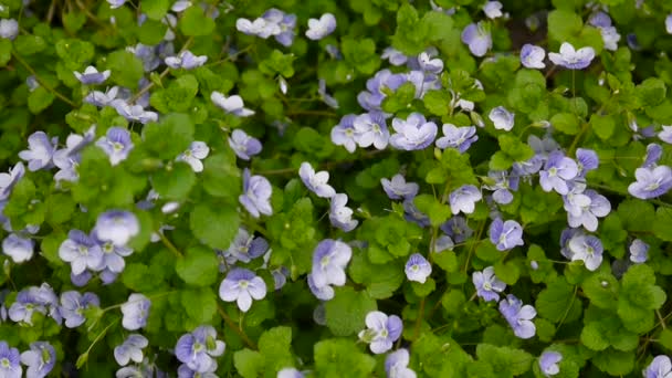 Flowerbed with creeping speedwell Veronica filiformis close up, trembling on the wind. Wild flowers HD footage shooting static camera. — Stock Video