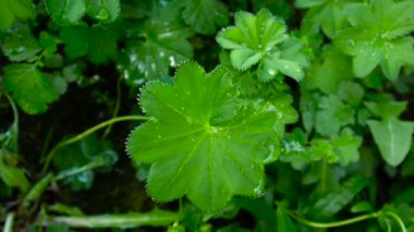 Yeşil Alchemilla vulgaris bitki nem ile. Ortak hanımefendi göndermek manto Avrupa'da otsu bir bitki var. Görüntüleri statik kamera kapatın.