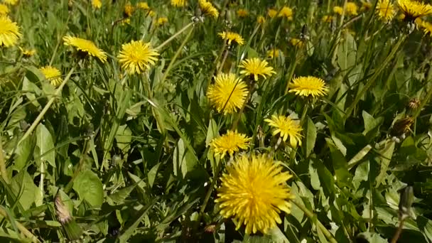 Yellow dandelions trembling in the wind close up shot. Static camera. — Stock Video