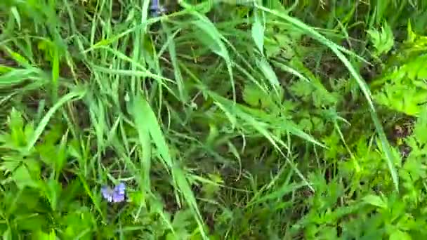 아름 다운 필드 잔디, 녹색 식물 여름 초원, steadicam를 사용 하 여 모션 주관적인 카메라. — 비디오