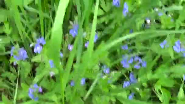 Mooie veld gras, groene plant zomer weide, subjectieve camera beweging met behulp van steadicam. — Stockvideo