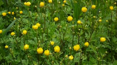 Bahar çiçek Düğünçiçeği soğanlı çiçek açan parlak sarı. Statik kamera çekim.