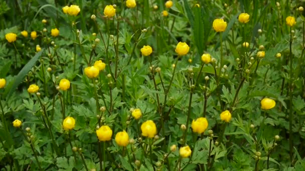 Ljusgula blommar våren blomma ranunculus uppsvällda. Skytte statisk kamera. — Stockvideo