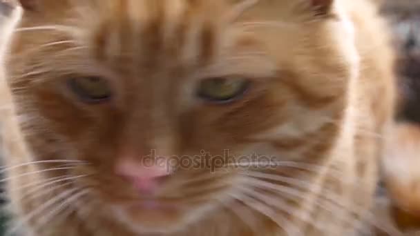 Wajah dekat dari kucing merah. — Stok Video